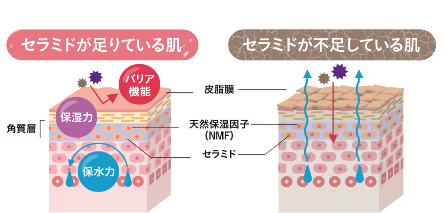 セラミドが足りている肌と足りていない肌の比較